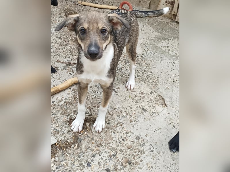 Bindi, kleine Hündin, 5 Monate alt