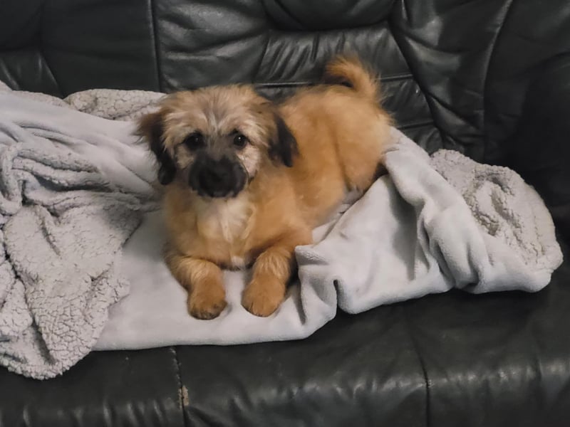 Sina, bezauberndes Wollknäuel