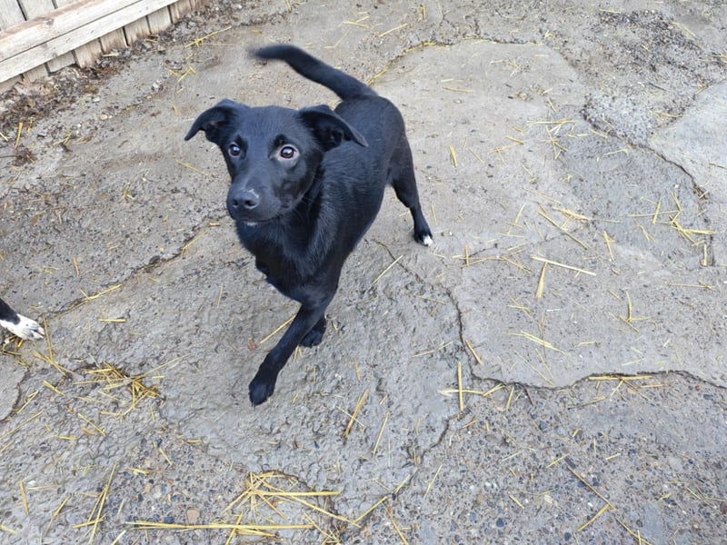 Miro, kleiner süßer Rüde