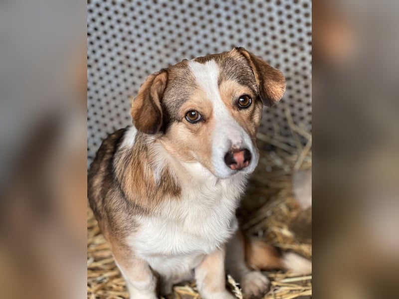 Hugo, Schmusehund, 1,5 Jahre alt