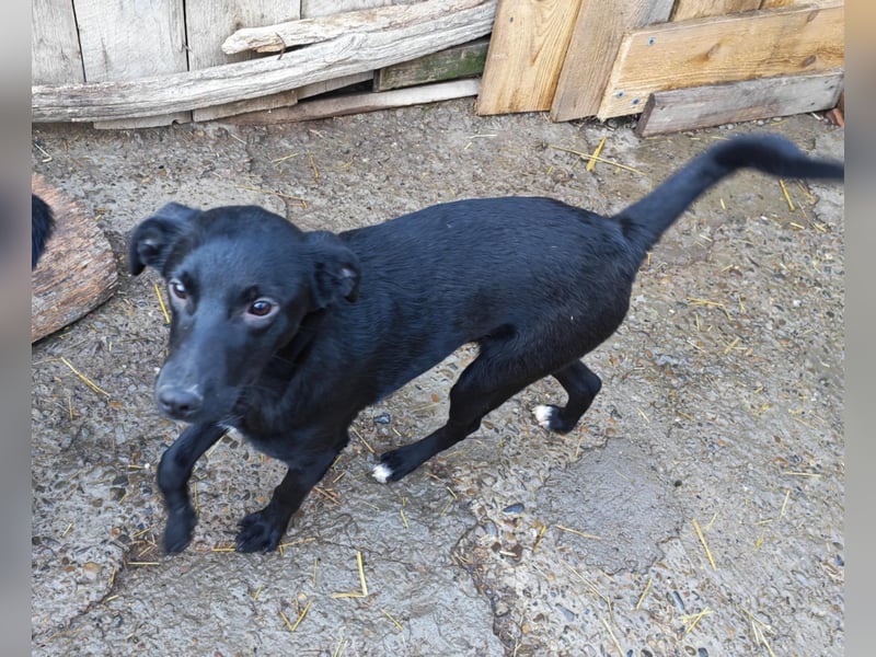 Miro, kleiner süßer Rüde