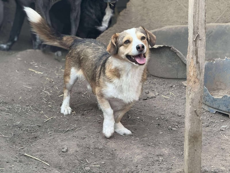 Hugo, Schmusehund, 1,5 Jahre alt