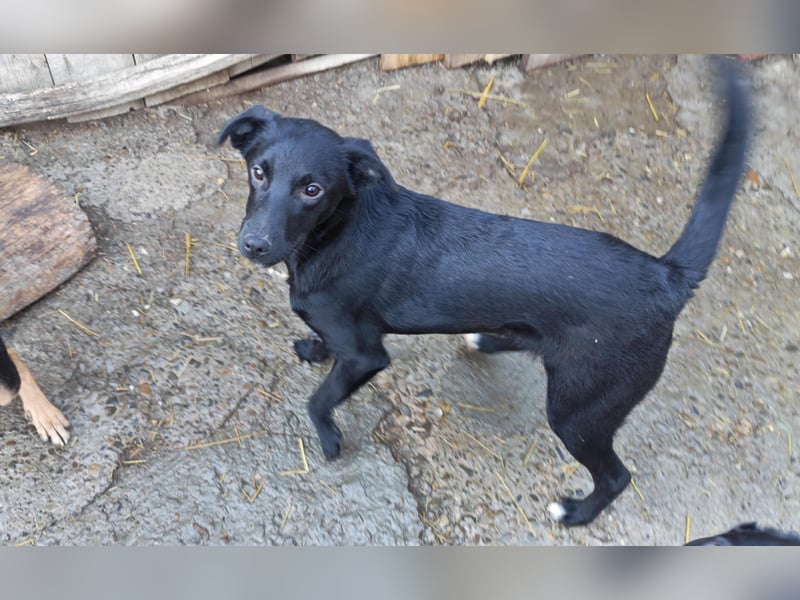 Miro, kleiner süßer Rüde