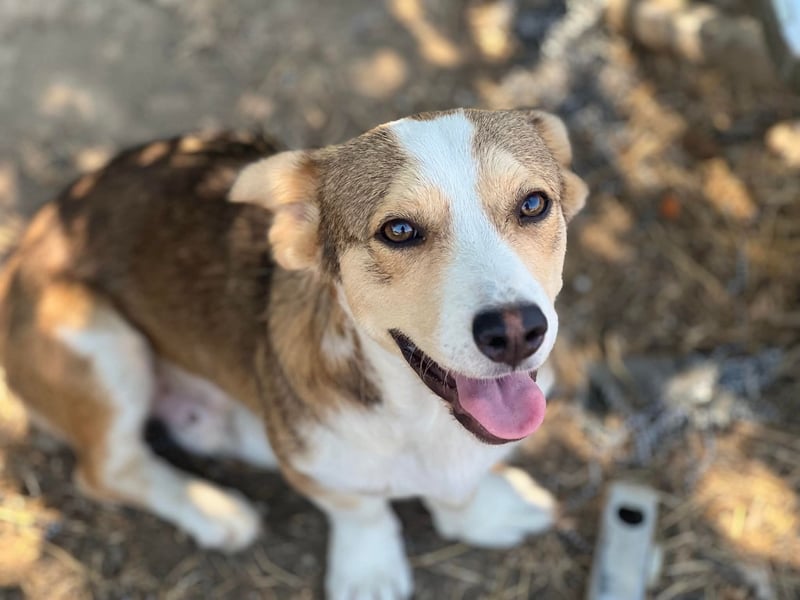 Hugo, Schmusehund, 1,5 Jahre alt