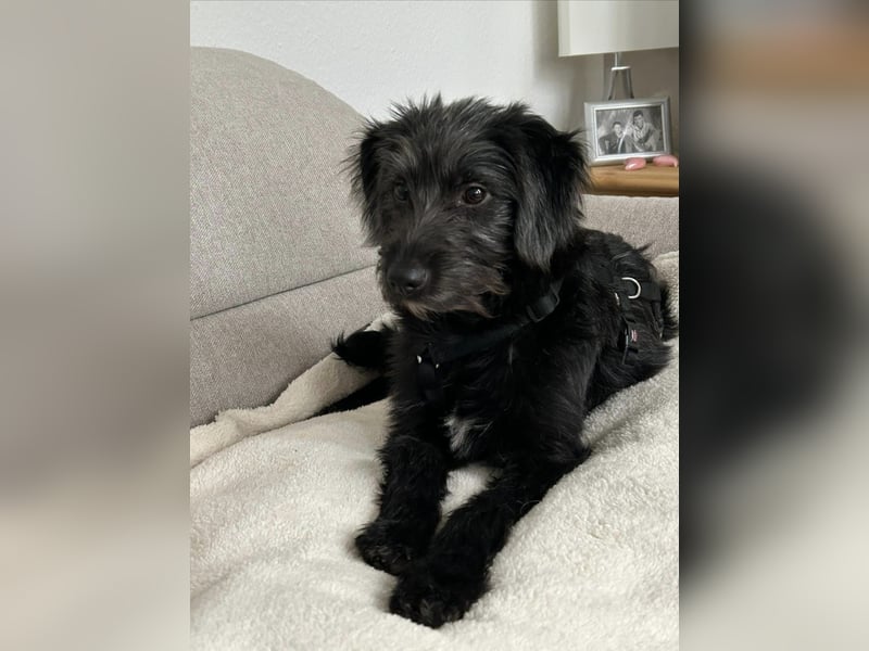 Pippin, liebes Mädchen