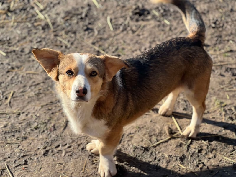 Hugo, Schmusehund, 1,5 Jahre alt