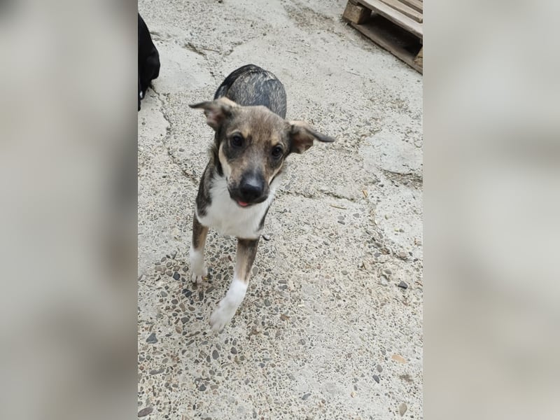 Bindi, kleine Hündin, 5 Monate alt