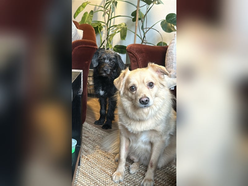 Pippin, liebes Mädchen