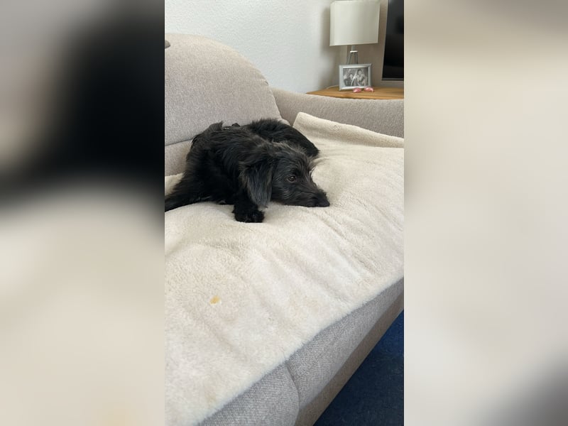 Pippin, liebes Mädchen