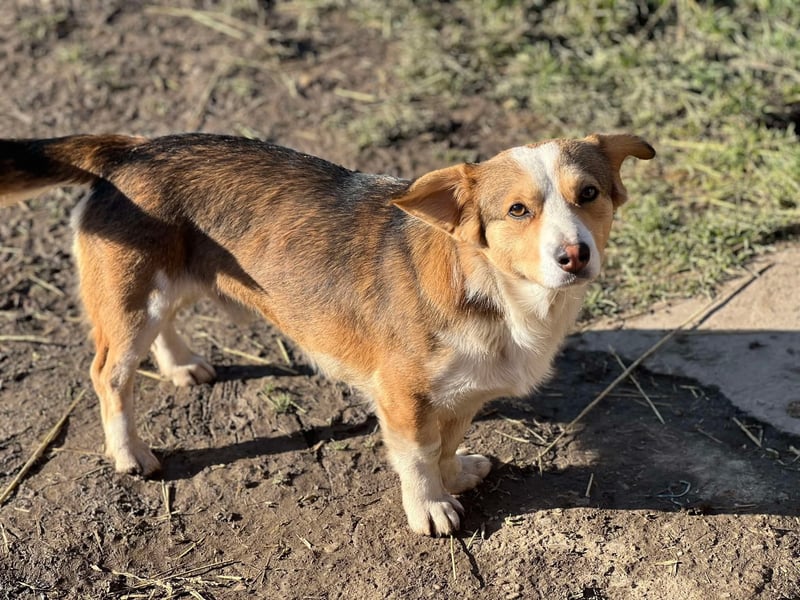 Hugo, Schmusehund, 1,5 Jahre alt