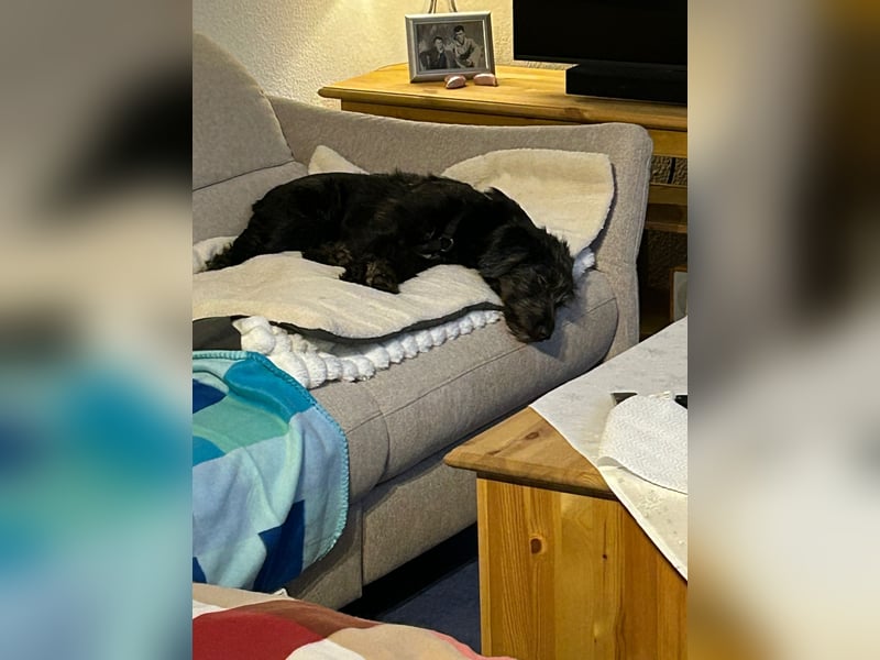 Pippin, liebes Mädchen