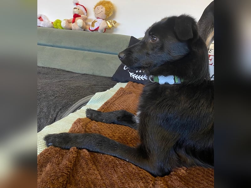 Kiki - zarte kleine Seele sucht geduldvolles Zuhause