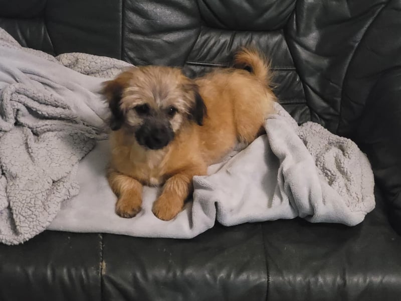 Sina, bezauberndes Wollknäuel