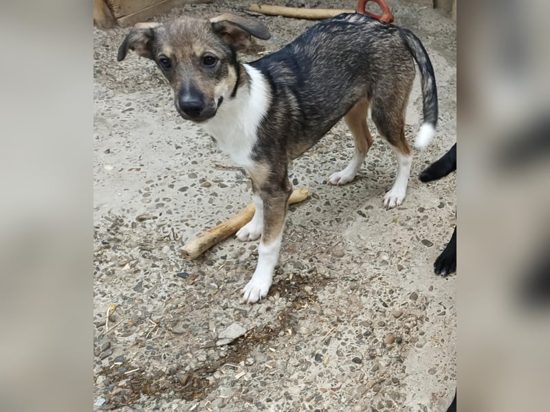 Bindi, kleine Hündin, 5 Monate alt