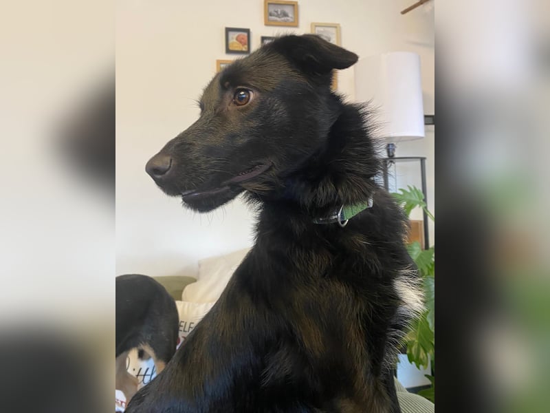 Kiki - zarte kleine Seele sucht geduldvolles Zuhause