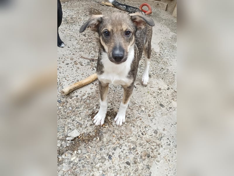 Bindi, kleine Hündin, 5 Monate alt