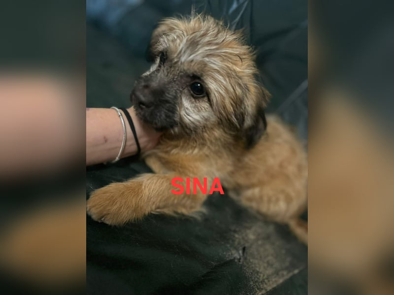 Sina, bezauberndes Wollknäuel