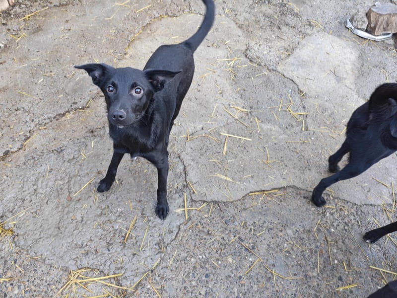 Miro, kleiner süßer Rüde