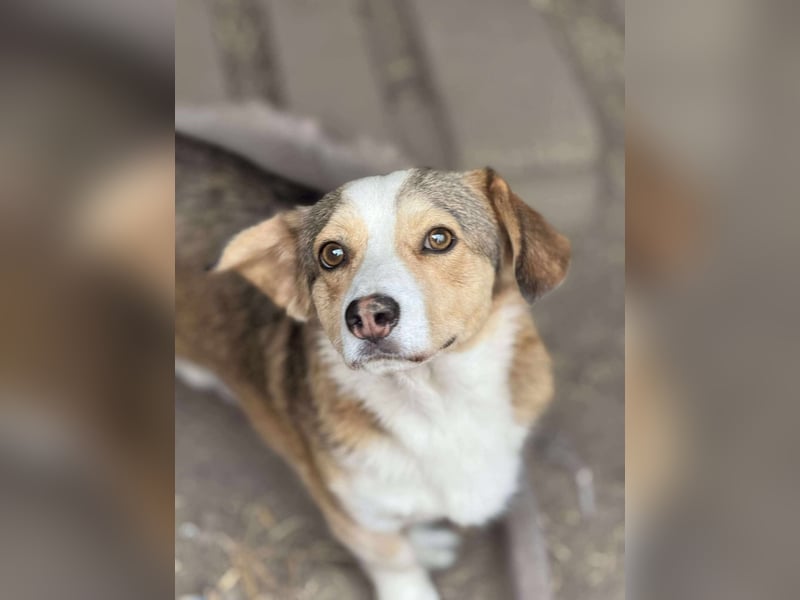 Hugo, Schmusehund, 1,5 Jahre alt