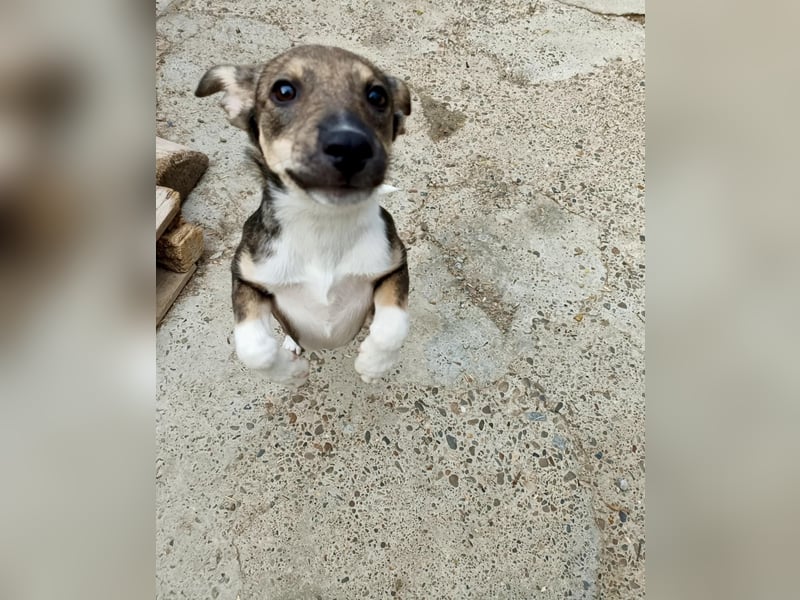 Bindi, kleine Hündin, 5 Monate alt