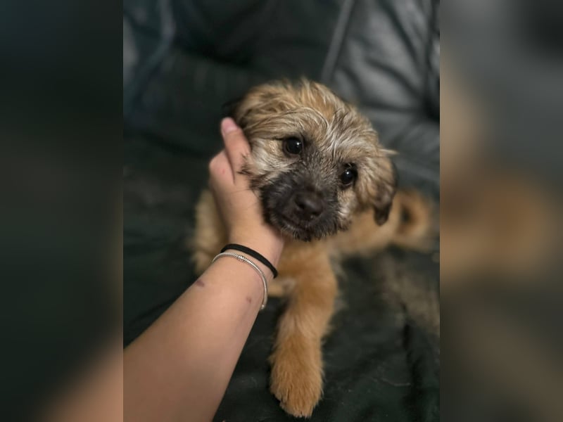 Sina, bezauberndes Wollknäuel