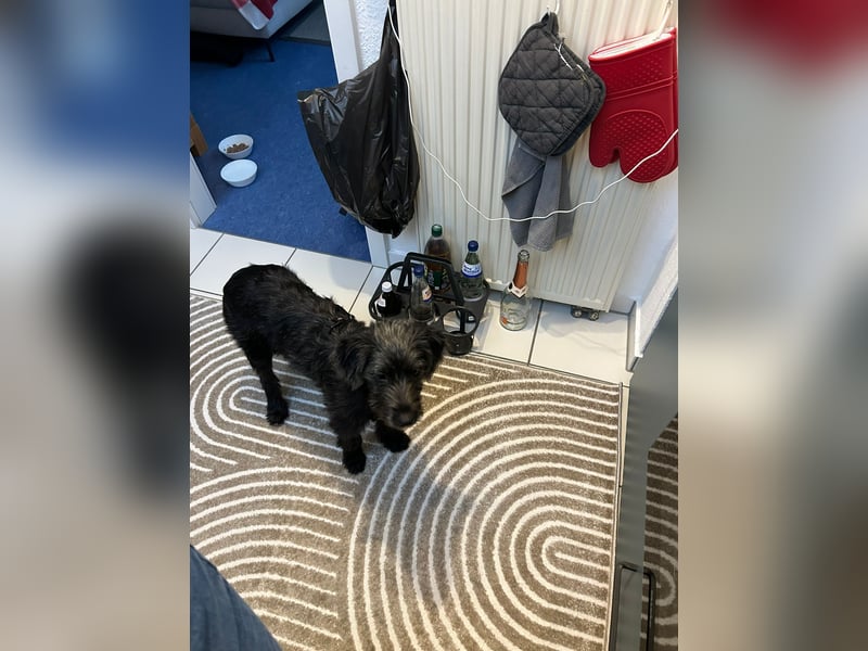 Pippin, liebes Mädchen