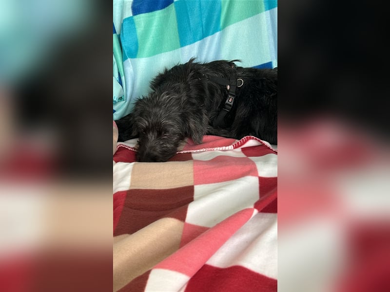 Pippin, liebes Mädchen