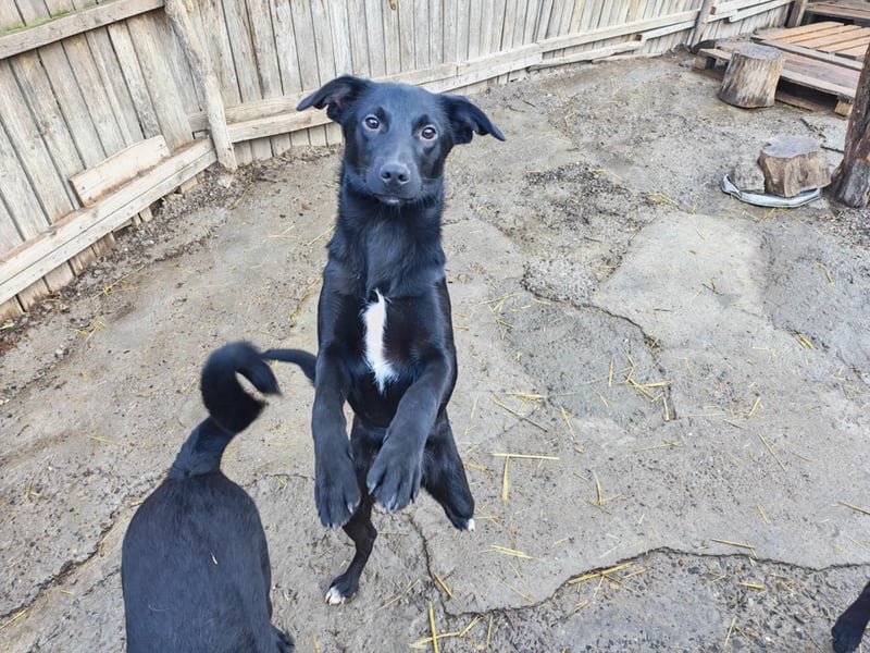 Miro, kleiner süßer Rüde