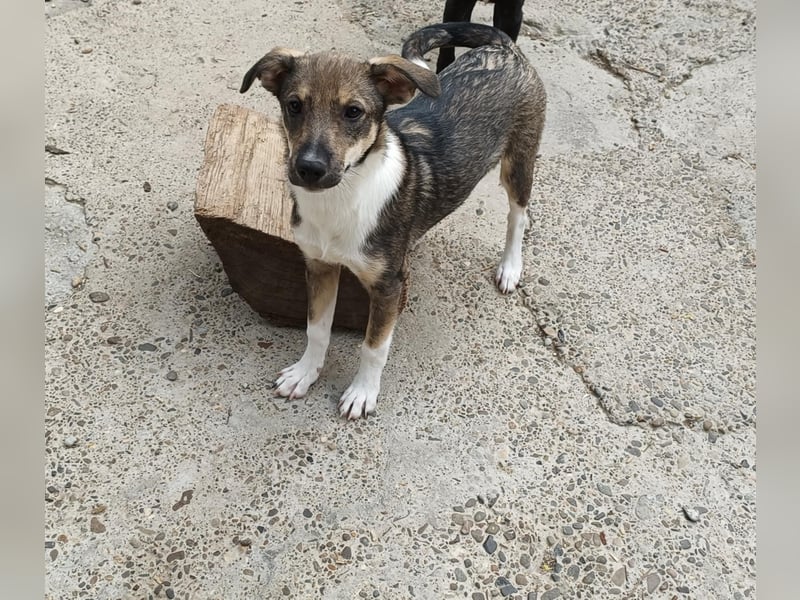 Bindi, kleine Hündin, 5 Monate alt