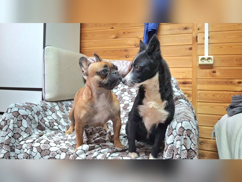Kleine Luisa sucht ihr Für-immer-Glück Kleine Luisa sucht ihr Für-immer-Glück