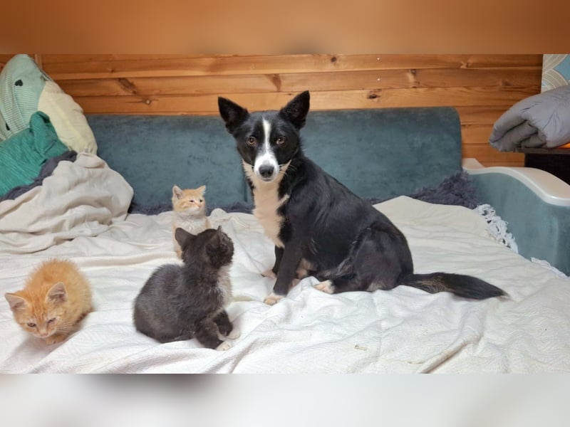 Kleine Luisa sucht ihr Für-immer-Glück Kleine Luisa sucht ihr Für-immer-Glück