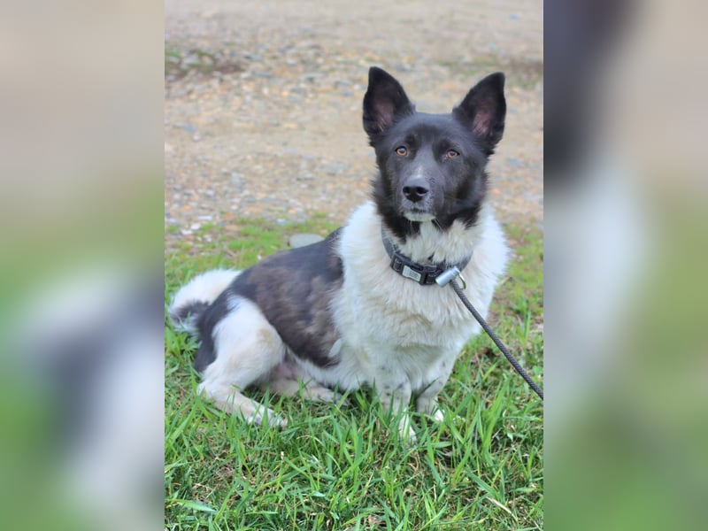 Lieber Willi sucht Familienanschluss