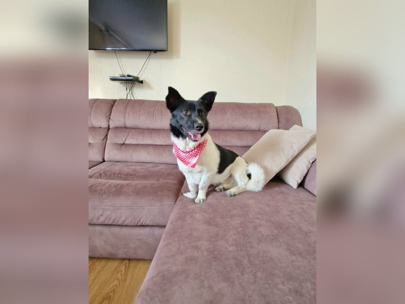 Lieber Willi sucht Familienanschluss