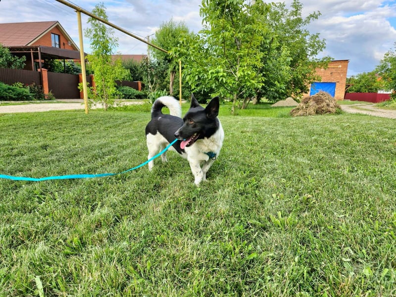 Lieber Willi sucht Familienanschluss