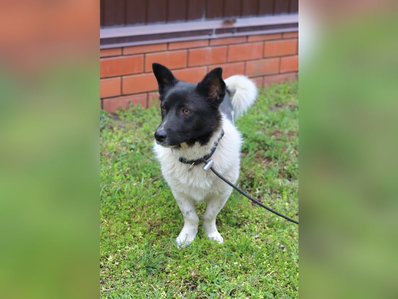 Lieber Willi sucht Familienanschluss