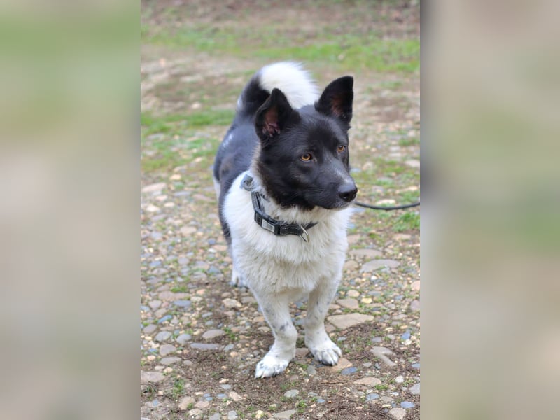 Lieber Willi sucht Familienanschluss