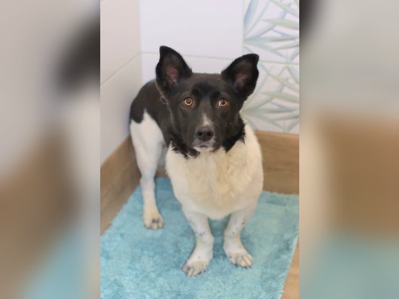 Lieber Willi sucht Familienanschluss