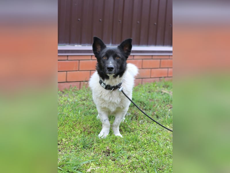 Lieber Willi sucht Familienanschluss