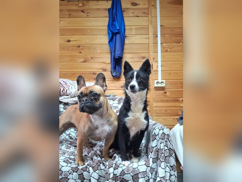 Kleine Luisa sucht ihr Für-immer-Glück Kleine Luisa sucht ihr Für-immer-Glück