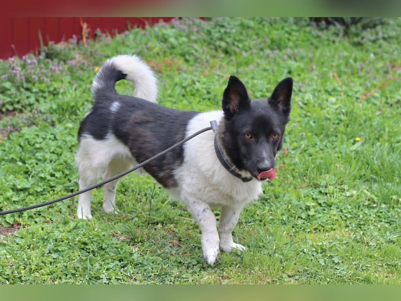 Lieber Willi sucht Familienanschluss