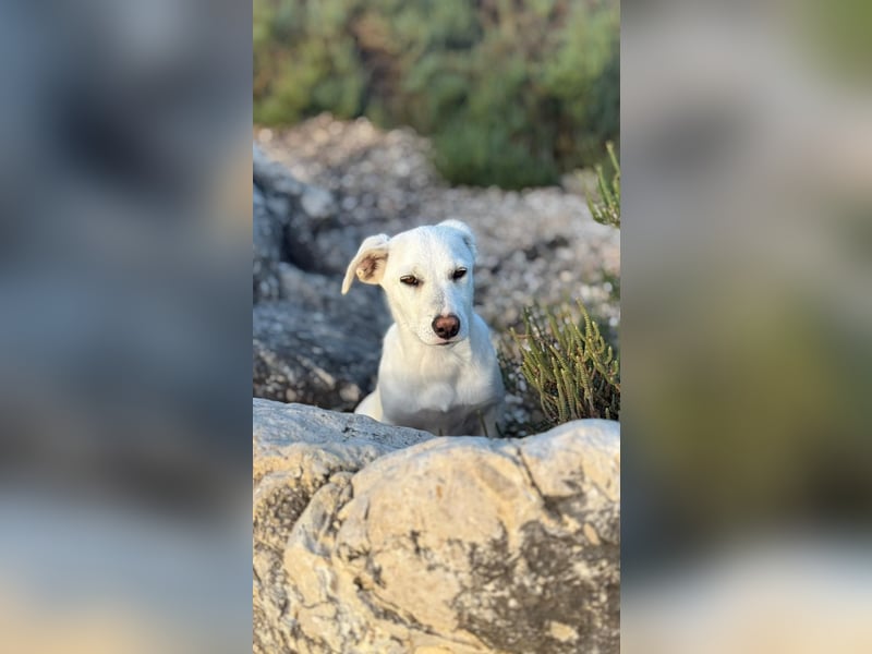 Imani: kleine Hündin sucht großes Glück