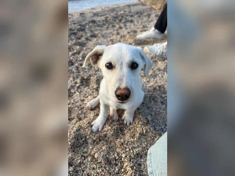 Imani: kleine Hündin sucht großes Glück