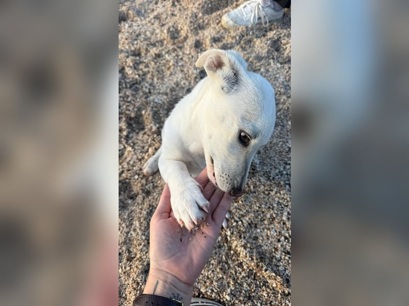 Imani: kleine Hündin sucht großes Glück