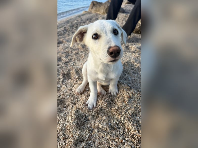 Imani: kleine Hündin sucht großes Glück