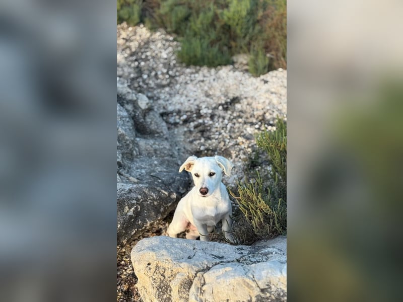 Imani: kleine Hündin sucht großes Glück