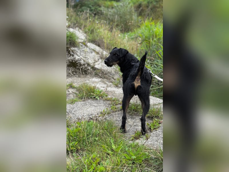 AXEL - Terrier-Mix sucht sein für immer zuhause