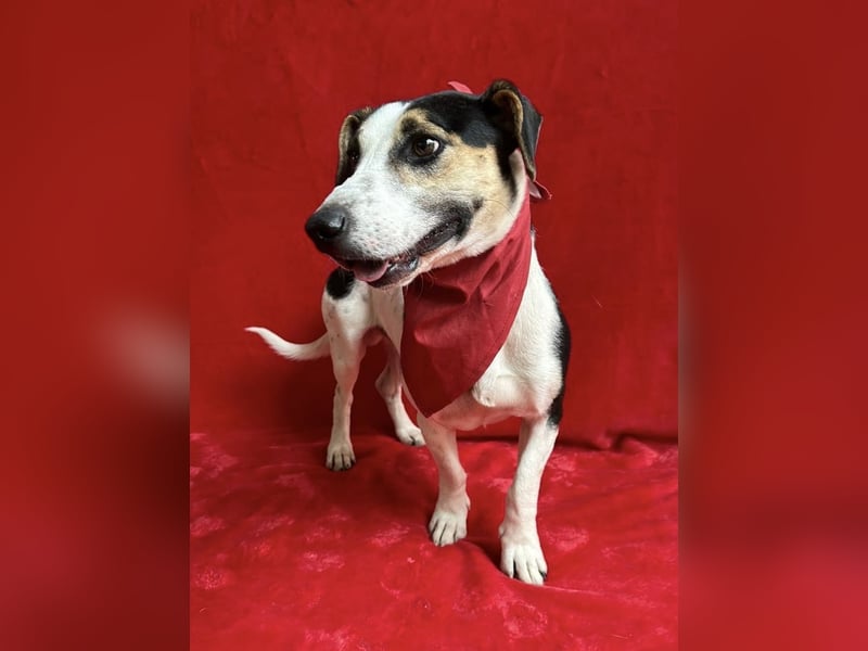 MARCUS - Freundlicher, aktiver Rüde sucht endlich ein liebevolles Zuhause