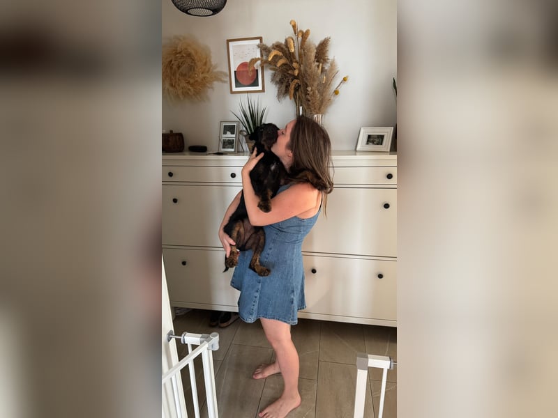 AXEL - Terrier-Mix sucht sein für immer zuhause