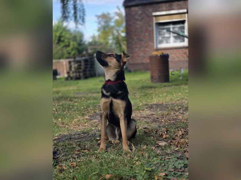 PEUGEOT - Junger Schatz sucht seine Familie