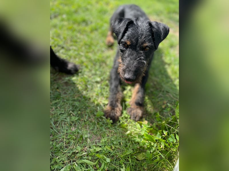 AXEL - Terrier-Mix sucht sein für immer zuhause